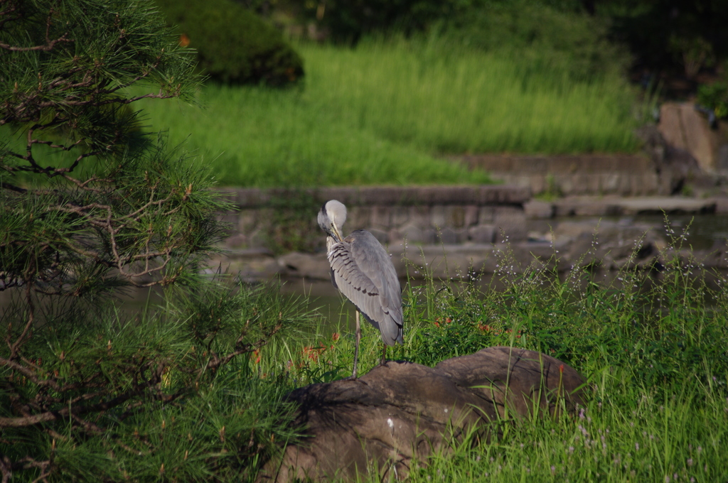 アオサギ３　安田庭園　９月