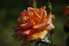 薔薇　6