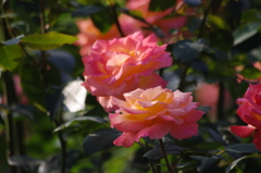 薔薇　日比谷公園　７月上旬