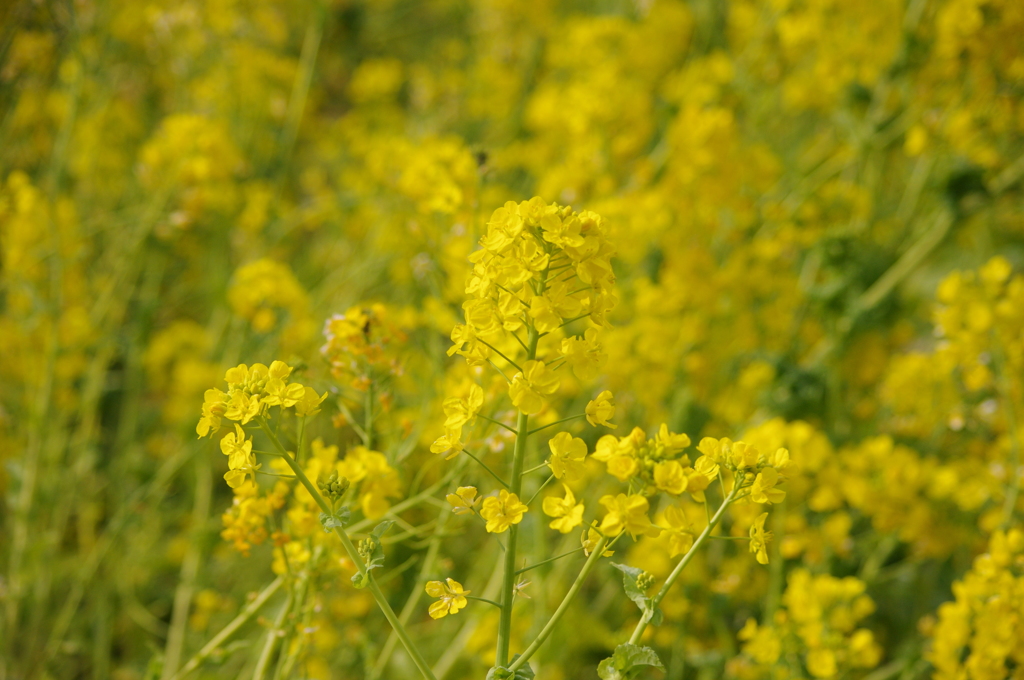 旧芝離宮庭園　菜の花2