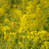 旧芝離宮庭園　菜の花2