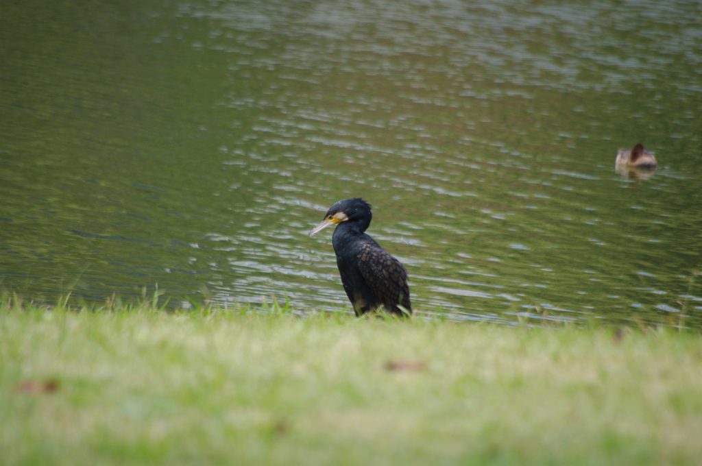 カワウ