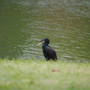 カワウ