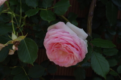 薔薇　1　山下公園