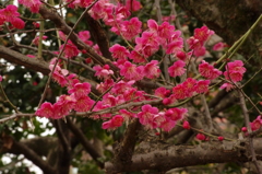 紅梅