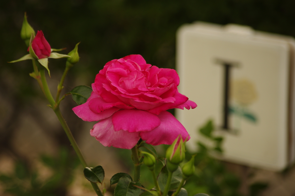 薔薇　5　芝浦中央公園