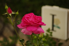 薔薇　5　芝浦中央公園