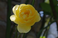 薔薇　5
