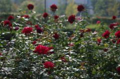 薔薇　11