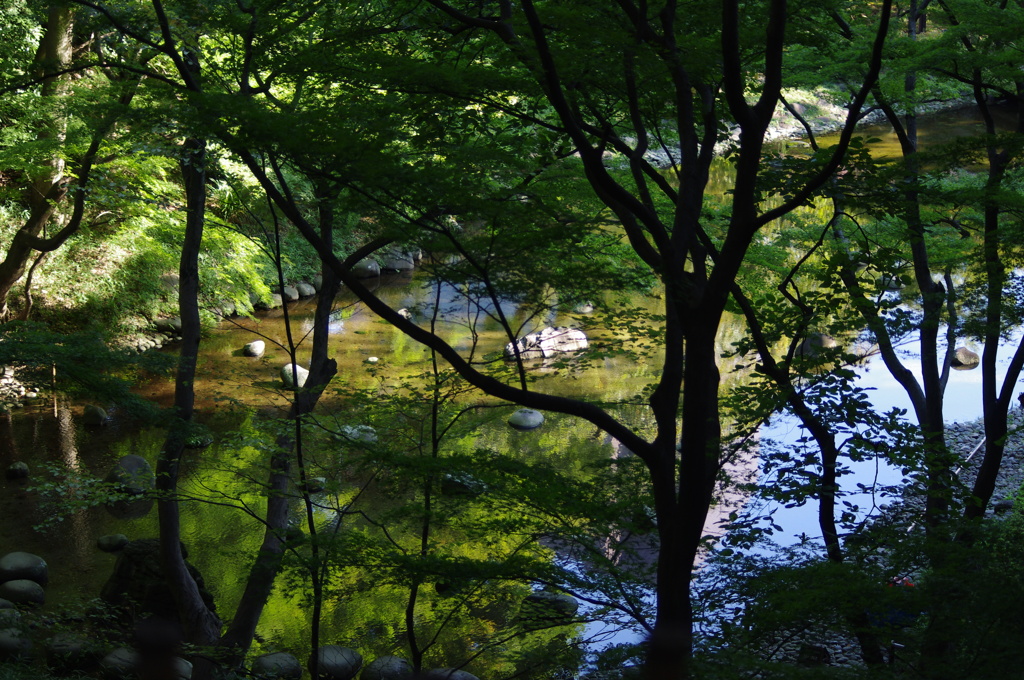 木々の間から川を見下ろす