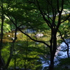 木々の間から川を見下ろす