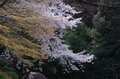 桜　2　小石川後楽園