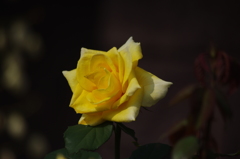 薔薇　7