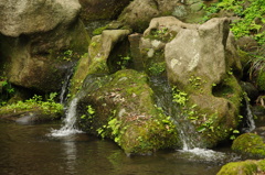 滝　六義園　8月