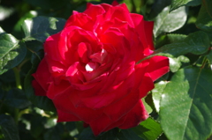 薔薇　4