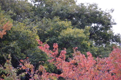 海洋大学　紅葉　１１月