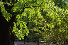 六義園　４月の風景