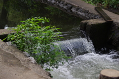 三宝池の小川