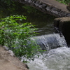 三宝池の小川