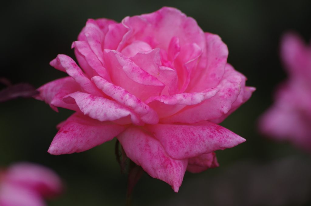 薔薇　4　代々木公園