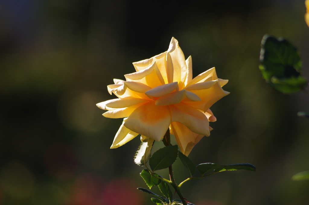 薔薇　1