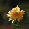 薔薇　1