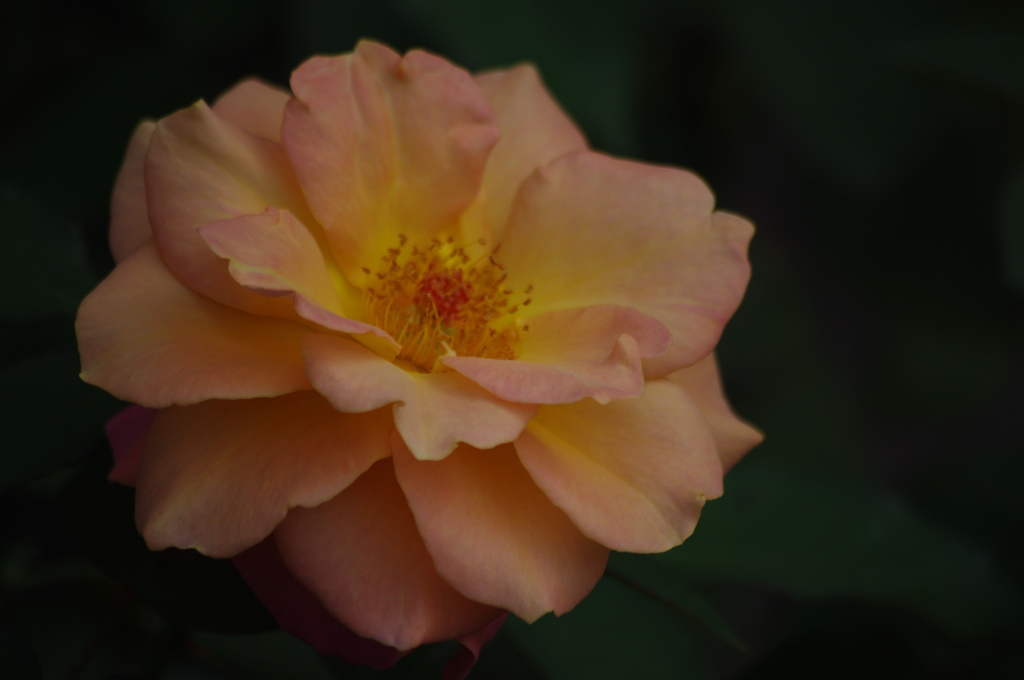 薔薇　12