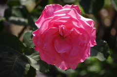 薔薇　7