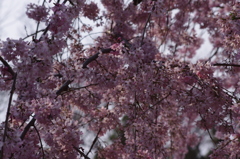 枝垂桜　2