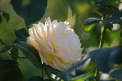 薔薇　9　港が見える丘公園　10月