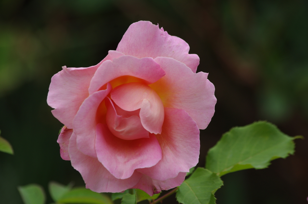 薔薇　5　港が見える丘公園　5月