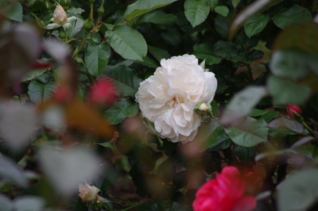 日比谷の薔薇　2　日比谷公園