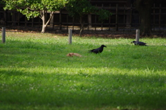 ネコとカラス　旧浜離宮庭園　7月中旬
