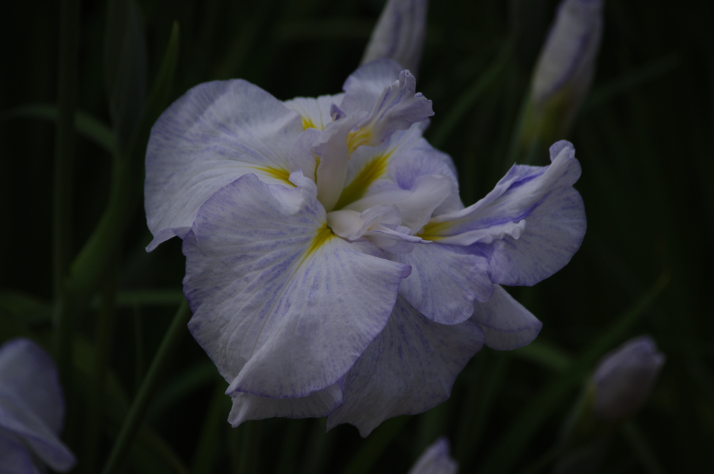 花菖蒲　9