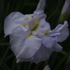 花菖蒲　9