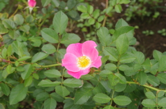 薔薇　5　代々木公園　７月下旬