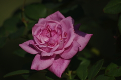 秋薔薇　8　