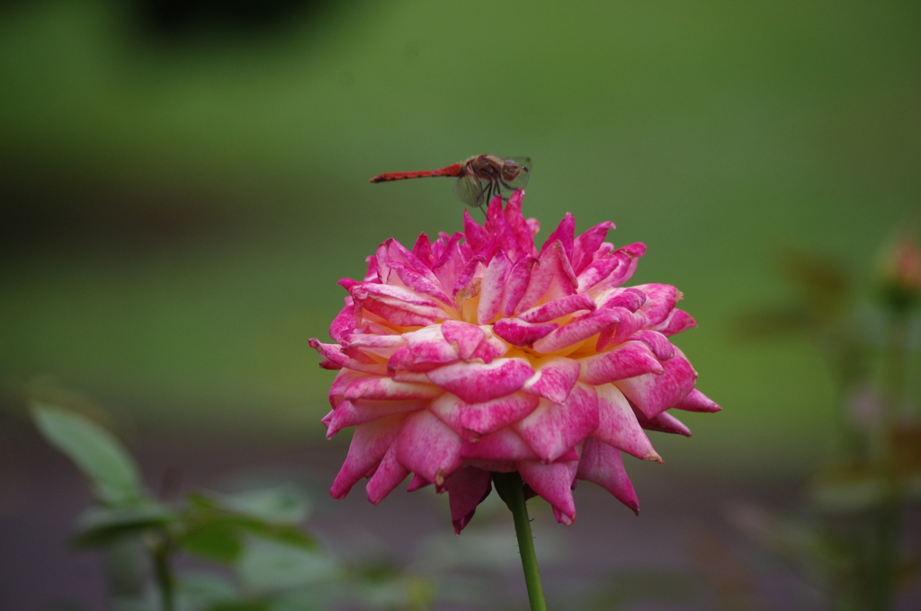 トンボと薔薇　芝浦中央公園