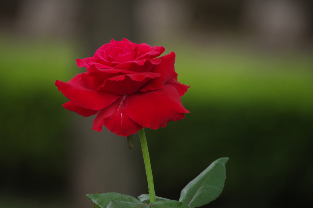 薔薇