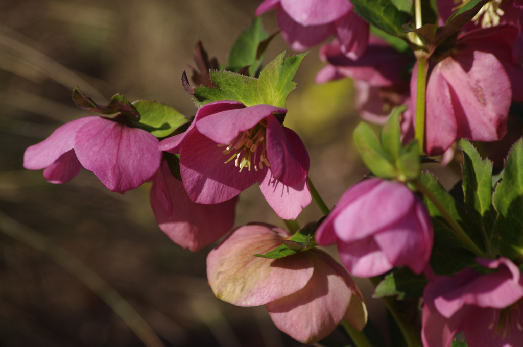 花壇の花　8