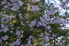 桜　9
