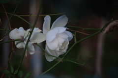 白薔薇　
