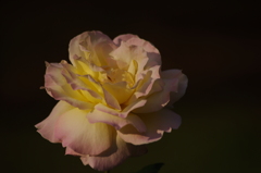 薔薇　17
