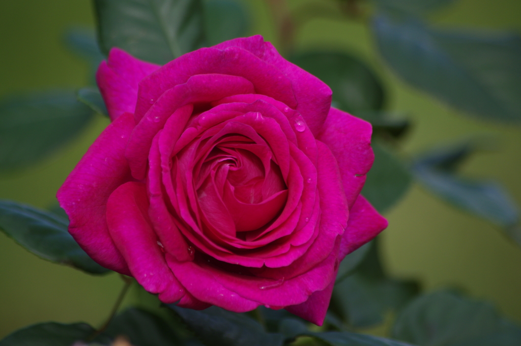 薔薇　5