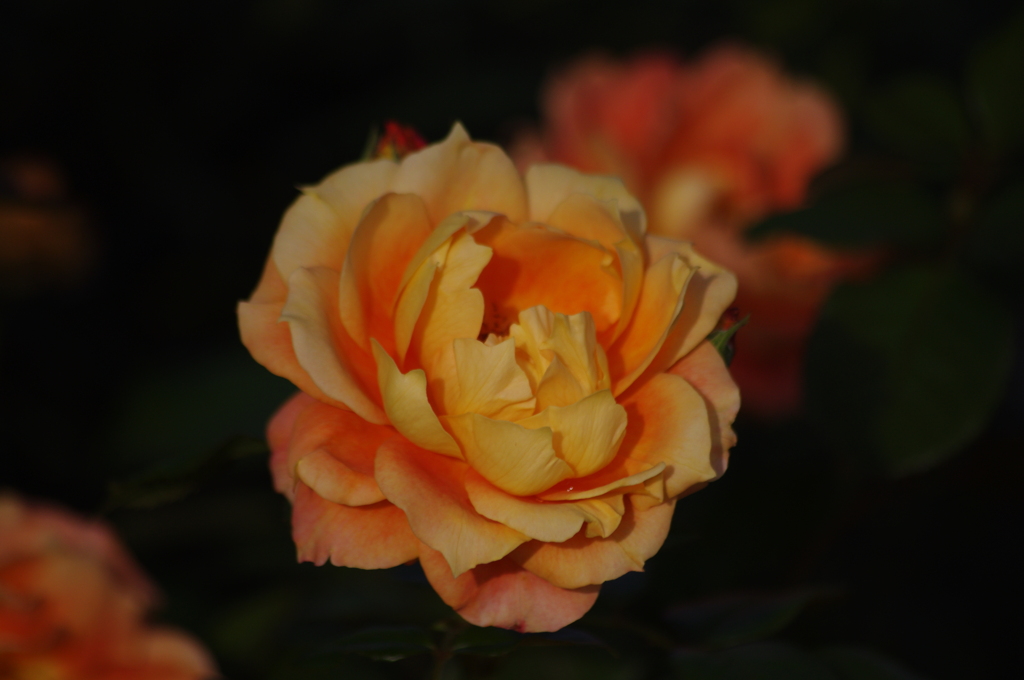 薔薇　4