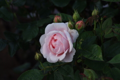 薔薇　2　芝浦中央公園　5月初め