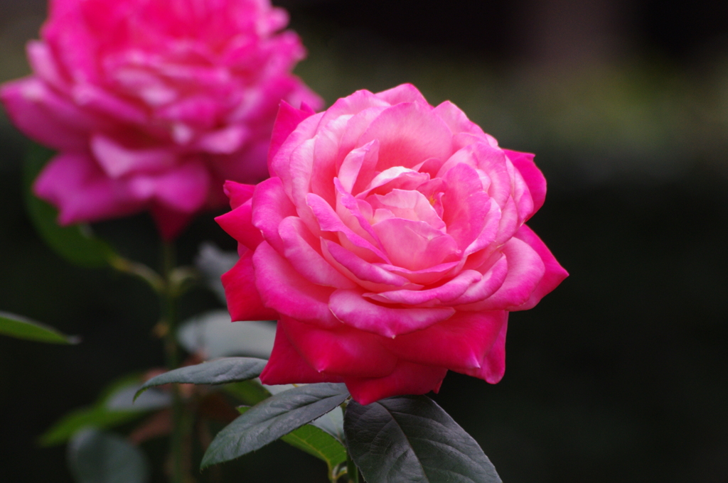 薔薇　9　日比谷公園　9