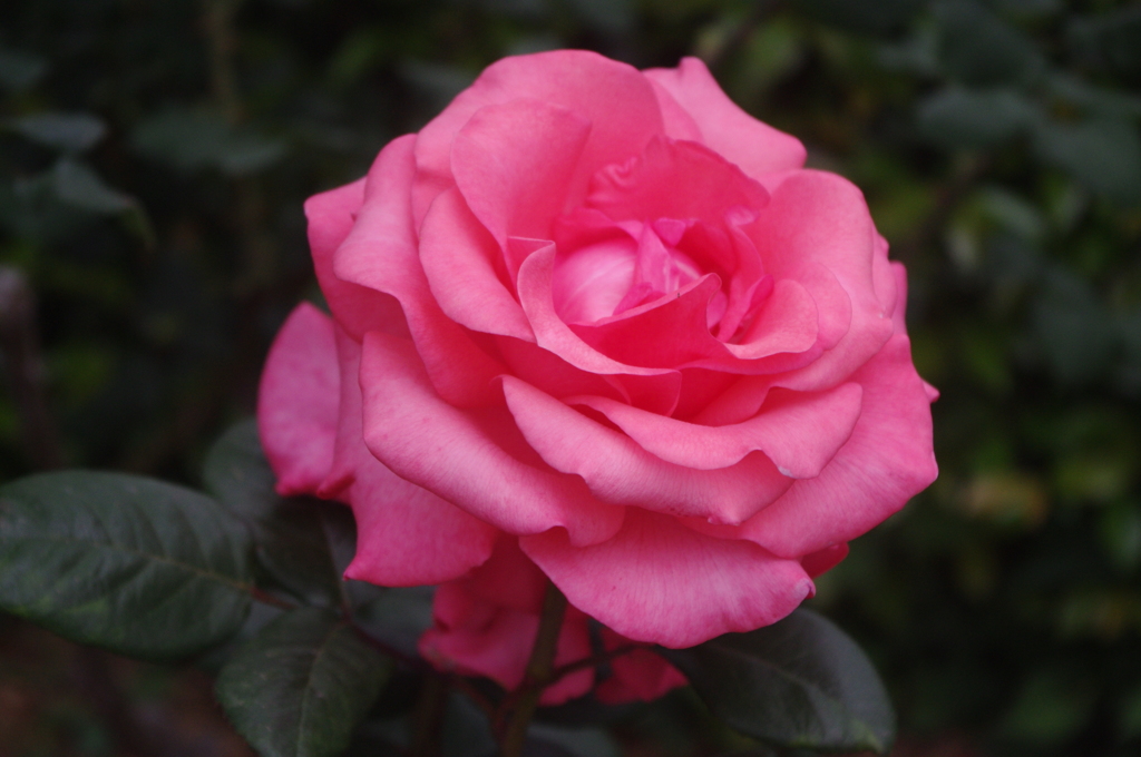 薔薇　10　芝浦中央公園