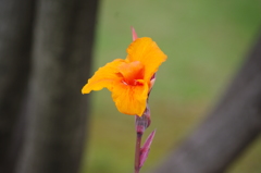 高浜運河　花壇　4