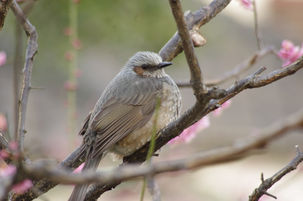 ヒヨドリ　芝公園　１月